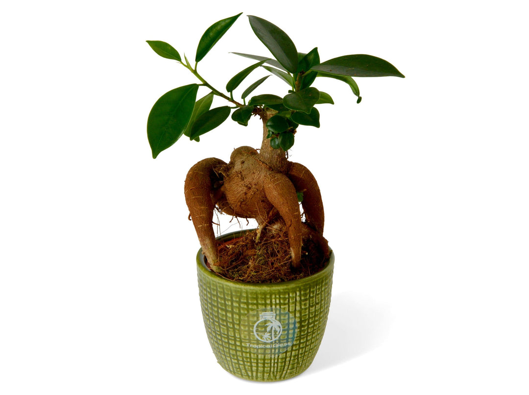 Baby Ficus Ginseng | Bonsai Tree | Ficus microcarp - Tropical Glass