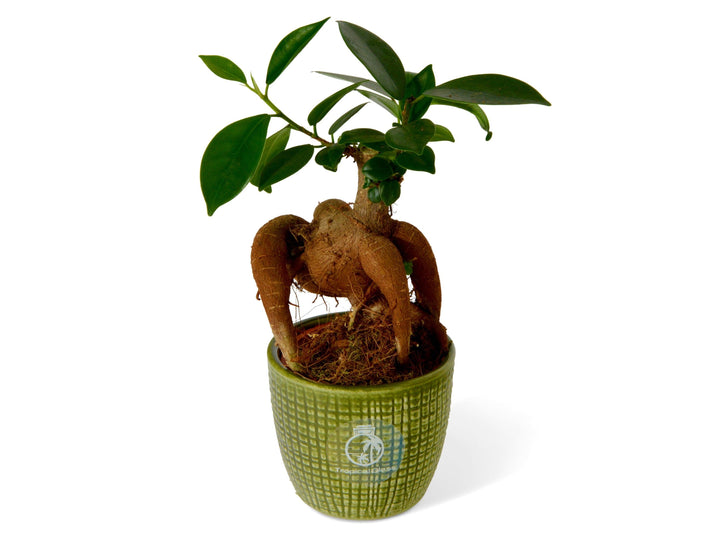 Baby Ficus Ginseng | Bonsai Tree | Ficus microcarp - Tropical Glass