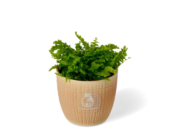 Nephrolepis Green Fantasy | Boston Fern | 5 cm pot - Tropical Glass