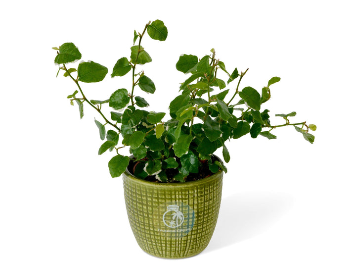 Ficus Pumila Sunny | Creeping Fig | - Tropical Glass
