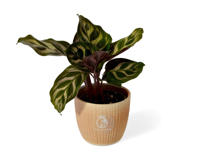 Calathea Makoyana | Peacock Plant | 5cm pot - Tropical Glass