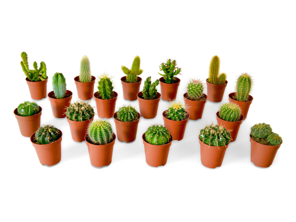 Mix of Baby Cacti and Succulents Plants | 5,5 cm pot - Tropical Glass