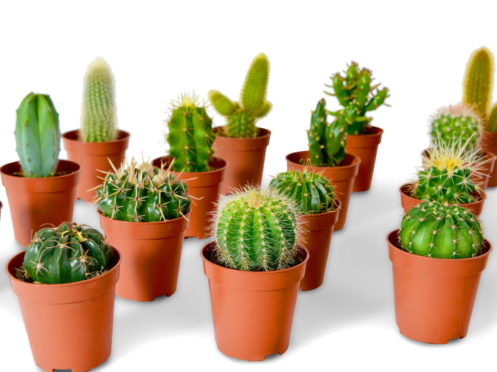 Mix of Baby Cacti and Succulents Plants | 5,5 cm pot - Tropical Glass