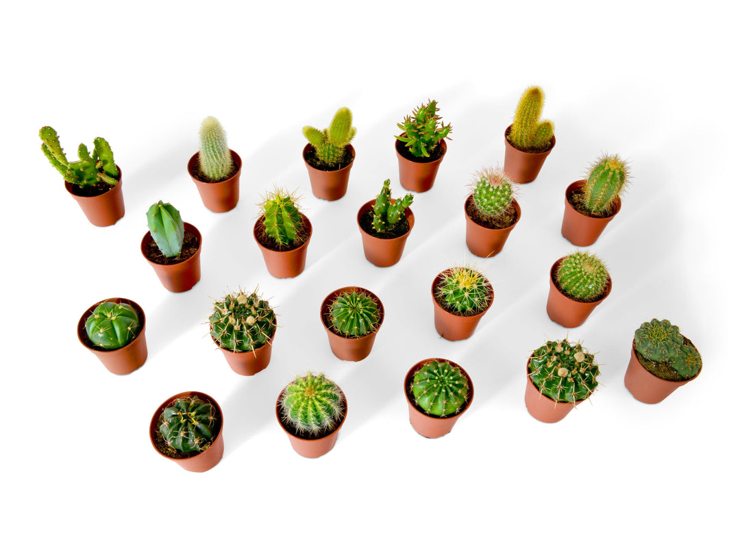 Mix of Baby Cacti and Succulents Plants | 5,5 cm pot - Tropical Glass