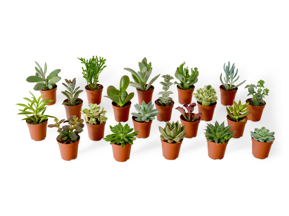Mix of Baby Succulents | 5 cm pot - Tropical Glass