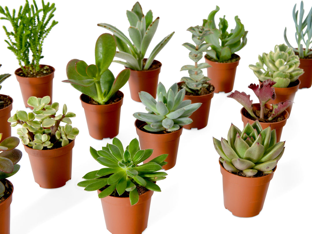 Mix of Baby Succulents | 5 cm pot - Tropical Glass