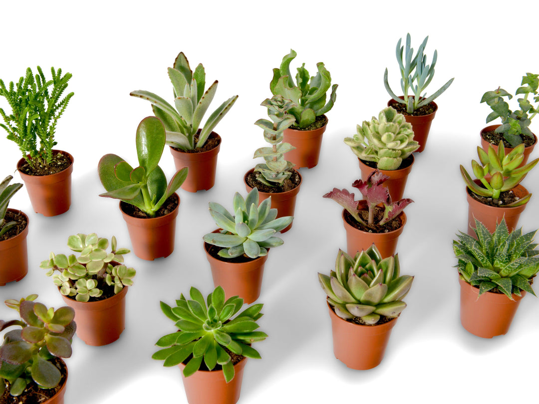 Mix of Baby Cacti and Succulents Plants | 5,5 cm pot - Tropical Glass