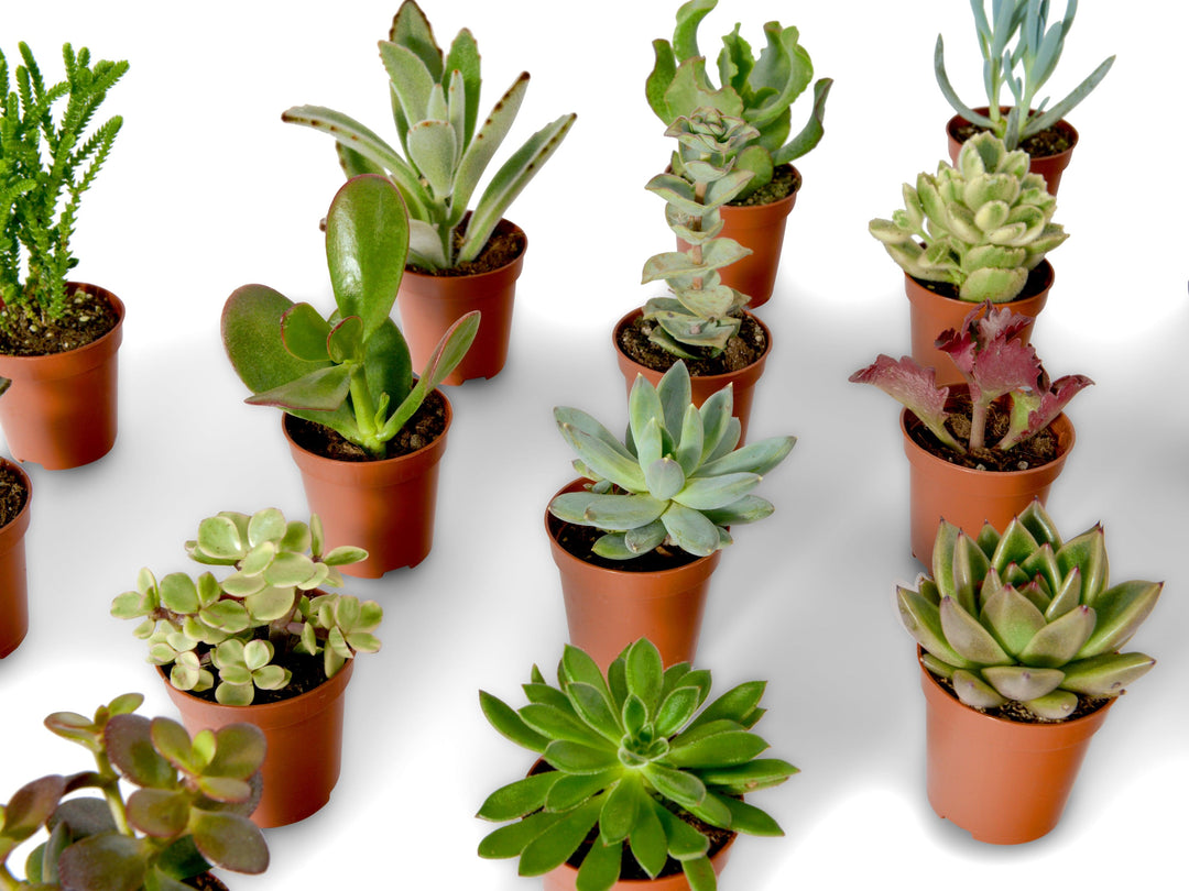 Mix of Baby Succulents | 5 cm pot - Tropical Glass