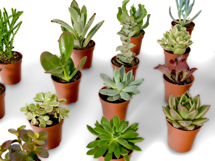 Mix of Baby Succulents | 5 cm pot - Tropical Glass