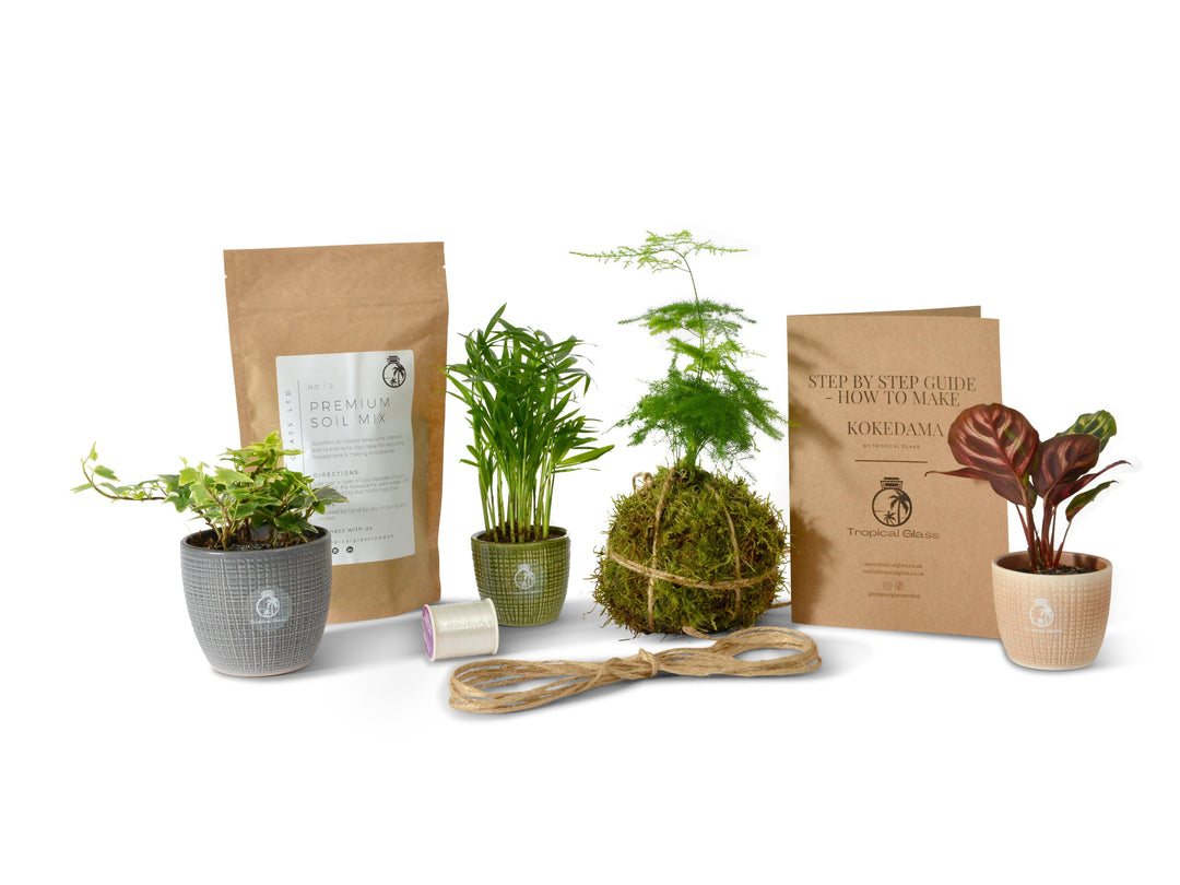 DIY Kokedama Kit | Kokedama Moss Ball - Tropical Glass