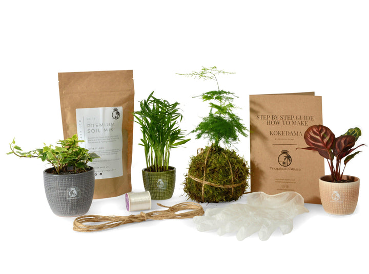 DIY Kokedama Kit | Kokedama Moss Ball - Tropical Glass