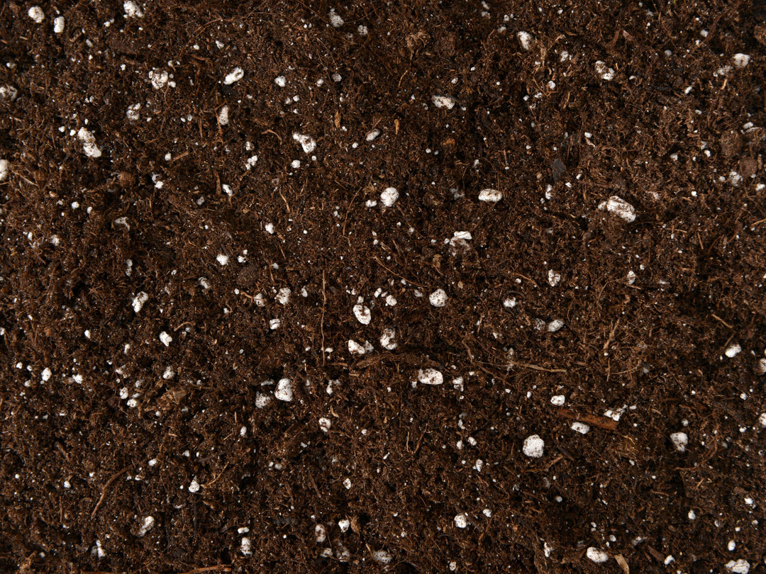 Terrarium Soil | House Plant Soil - Tropical Glass