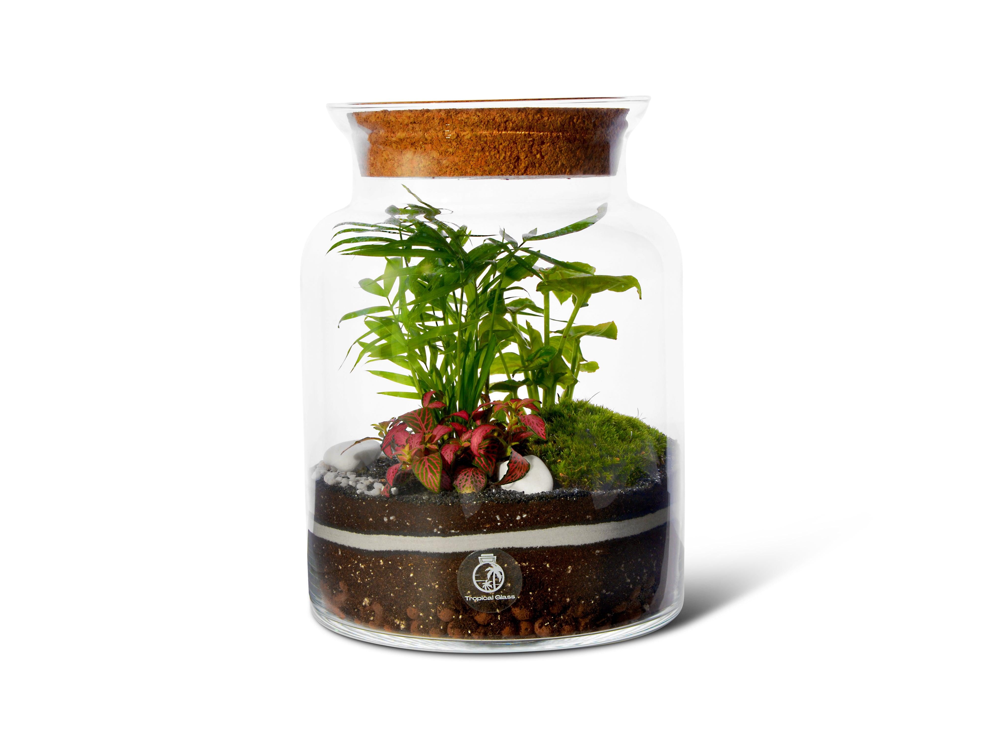 Live Aquarium Plants & Supplies  FREE Shipping on orders of $79.99 or more.