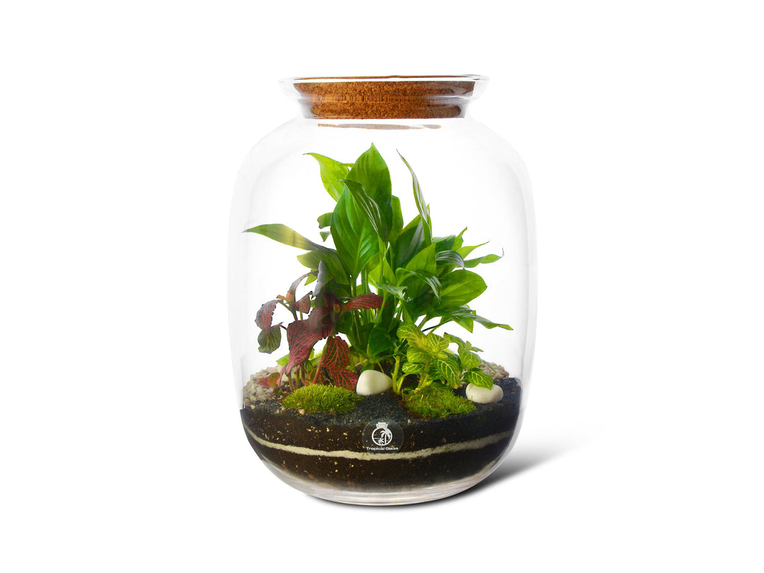 DIY Terrarium Kit with 32cm Glass Jar, Plants and Decorations | "Bonn' - Tropical Glass