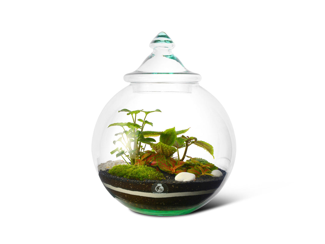 Closed Terrarium Kit DIY  | 'Florence' - Tropical Glass