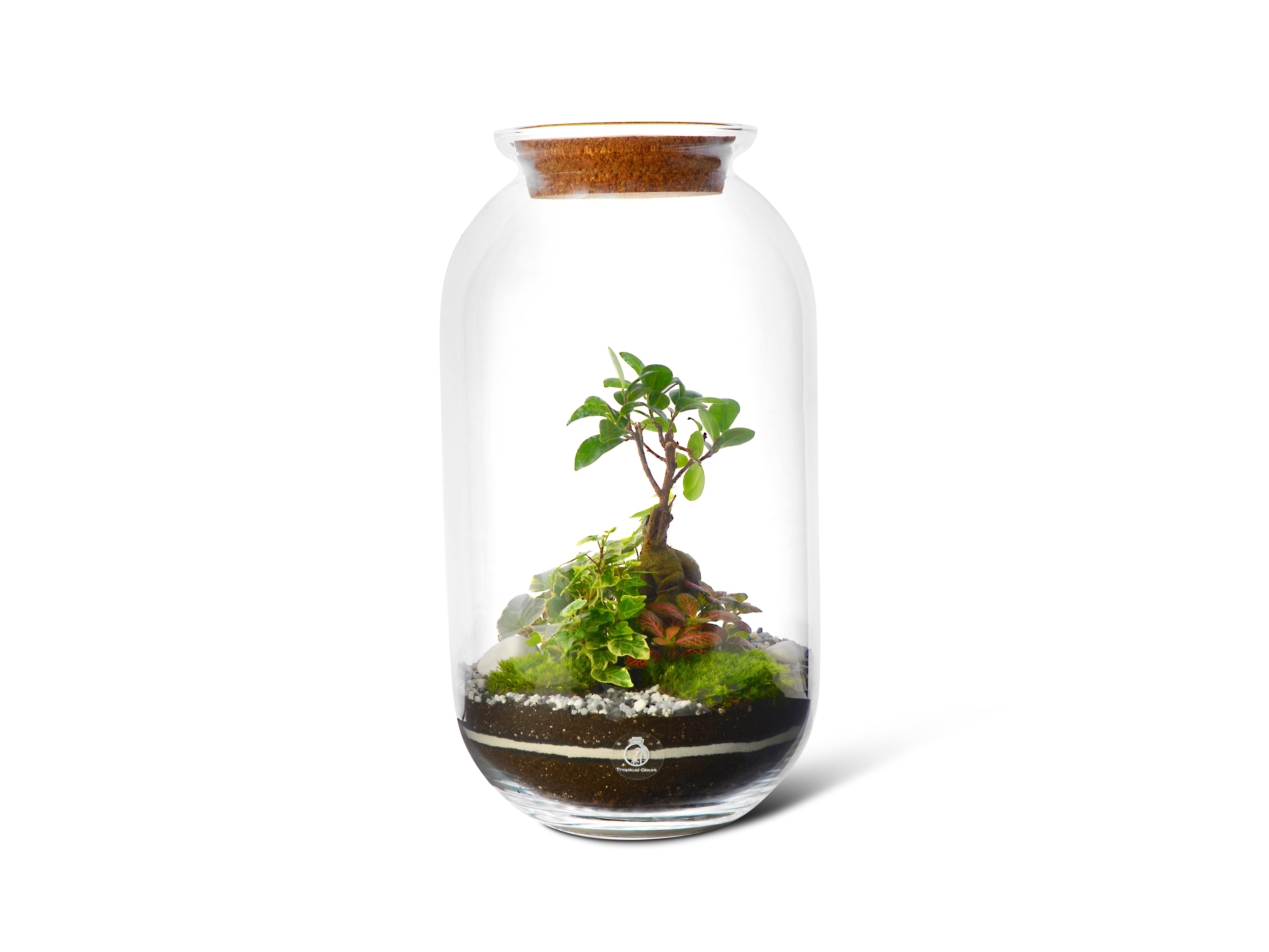 DIY XL Terrarium Kit with Bonsai Tree H: 42 cm | 'Singapore