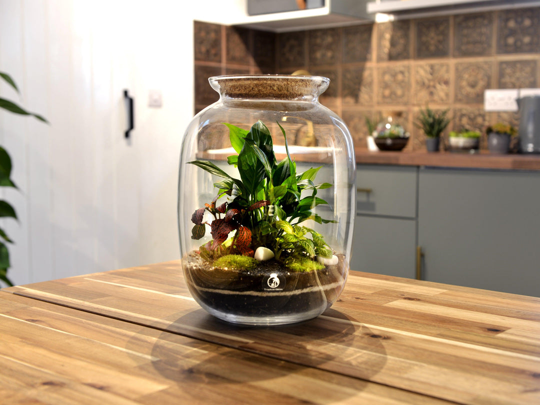 Terrarium Container 32 cm with Cork Lid | Keg Shape | Handmade - Tropical Glass