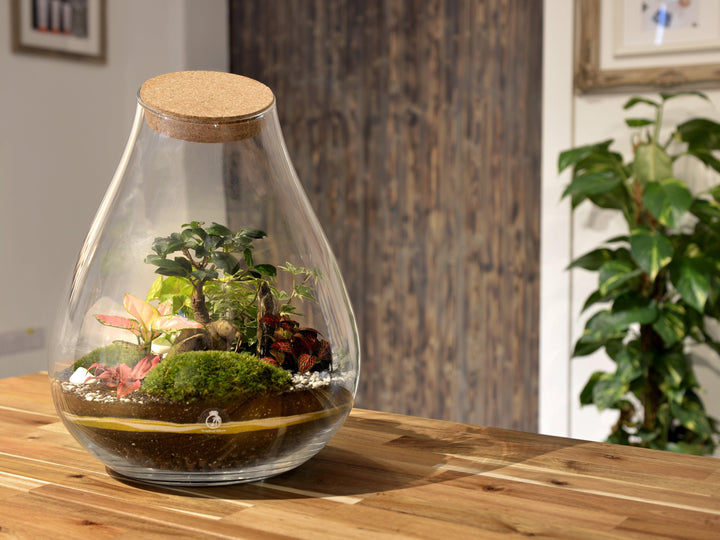 Terrarium Glass XXL 43 cm with Cork Lid | Teardrop Shape | Handmade - Tropical Glass
