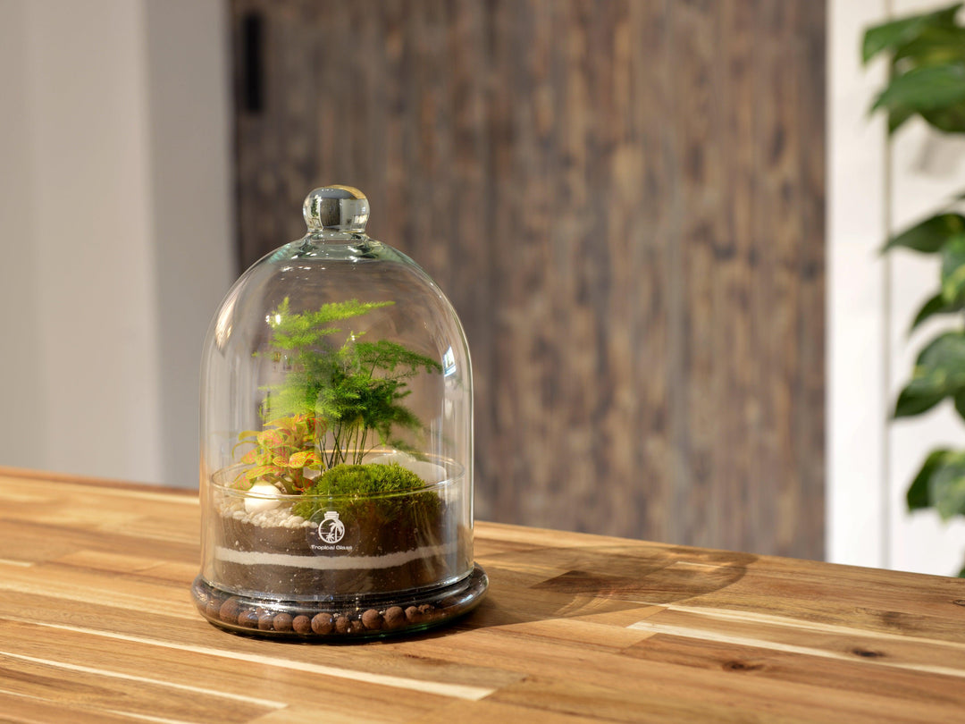 Dome Terrarium Glass Container | 25 cm - Tropical Glass
