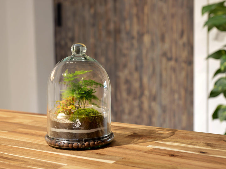 Dome Terrarium Glass Container | 25 cm - Tropical Glass