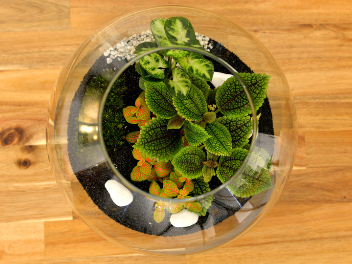 Closed Terrarium Kit DIY  | 'Florence' - Tropical Glass