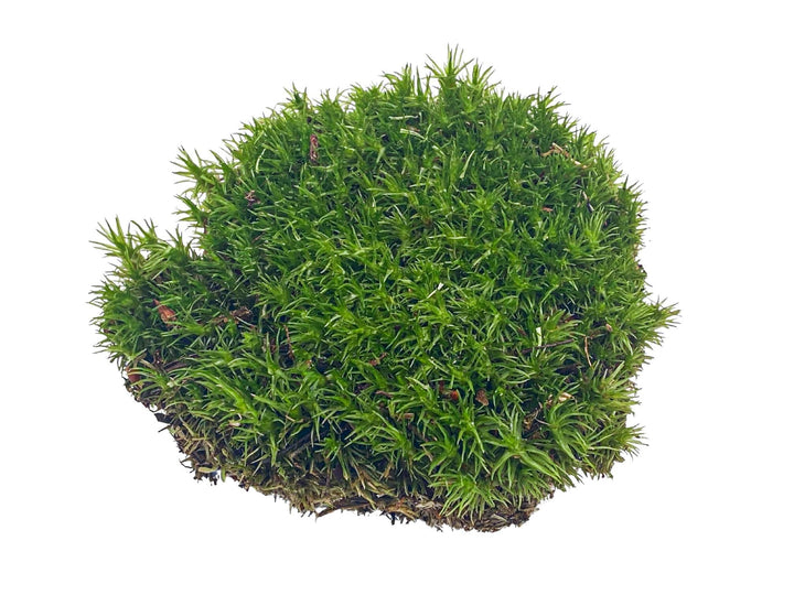 Live Cushion Moss for Terrariums | Bun Moss - Tropical Glass