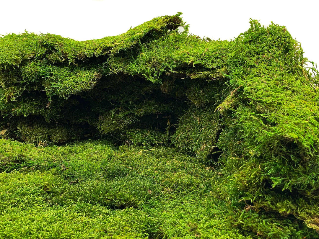 Premium Preserved Carpet Moss  | Moss Wall Art | Decorative Moss | Wall Art Crafts | Stabilized Moss - Tropical Glass