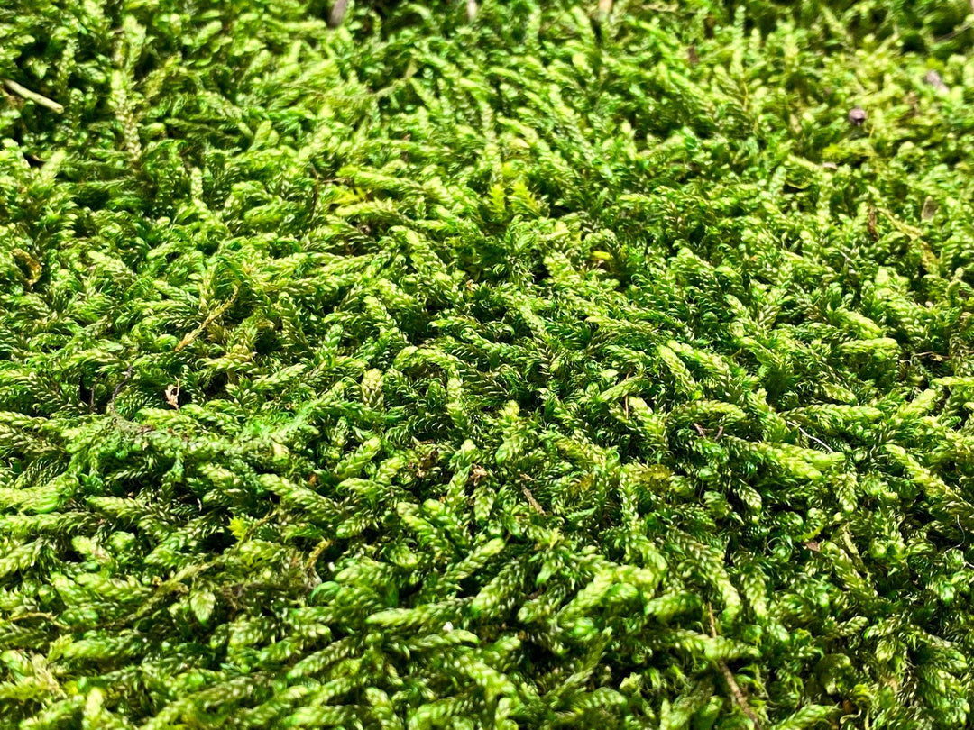 Premium Preserved Carpet Moss  | Moss Wall Art | Decorative Moss | Wall Art Crafts | Stabilized Moss - Tropical Glass