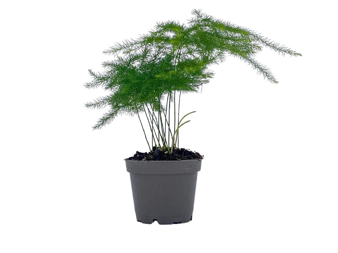 Small Asparagus Fern | Baby Plant | 6 cm pot - Tropical Glass