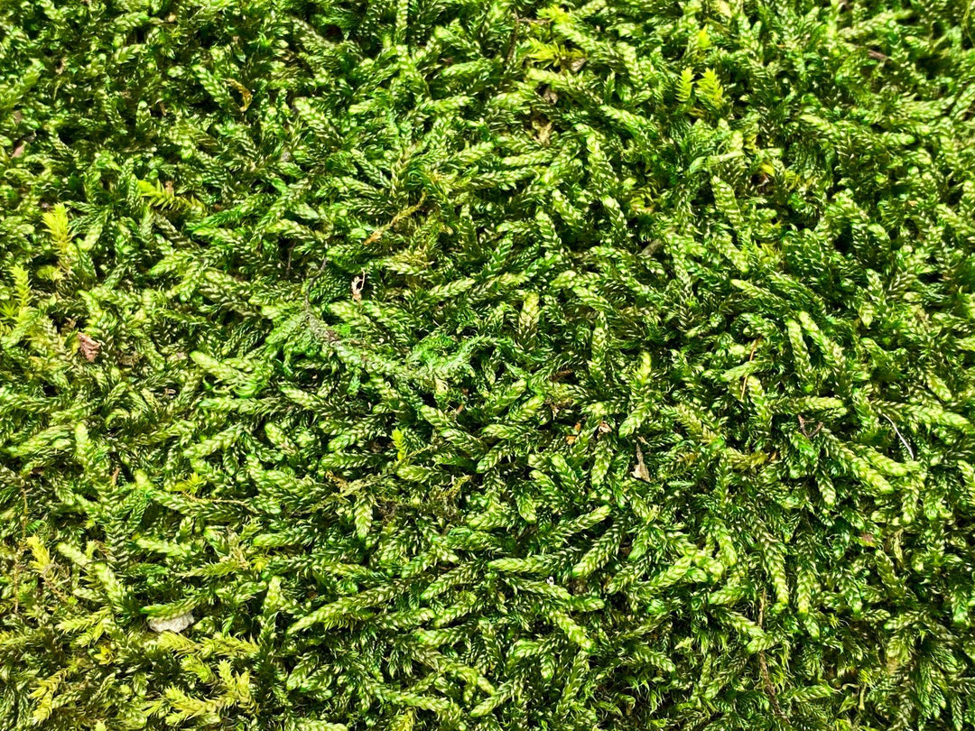 Premium Preserved Carpet Moss  | Moss Wall Art | Decorative Moss | Wall Art Crafts | Stabilized Moss - Tropical Glass
