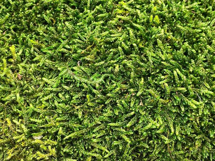 Premium Preserved Carpet Moss  | Moss Wall Art | Decorative Moss | Wall Art Crafts | Stabilized Moss - Tropical Glass