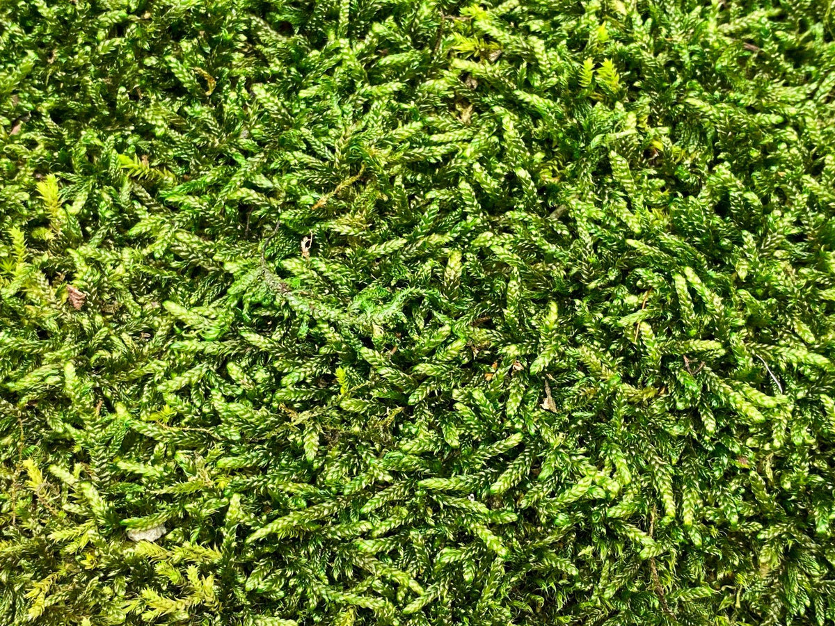 Premium Preserved Carpet Moss Moss Wall Art Decorative Moss Wall