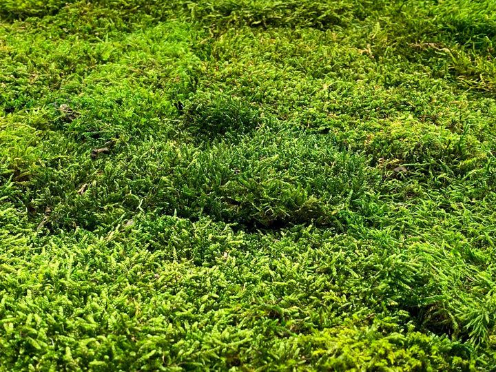 Premium Preserved Carpet Moss  | Moss Wall Art | Decorative Moss | Wall Art Crafts | Stabilized Moss - Tropical Glass