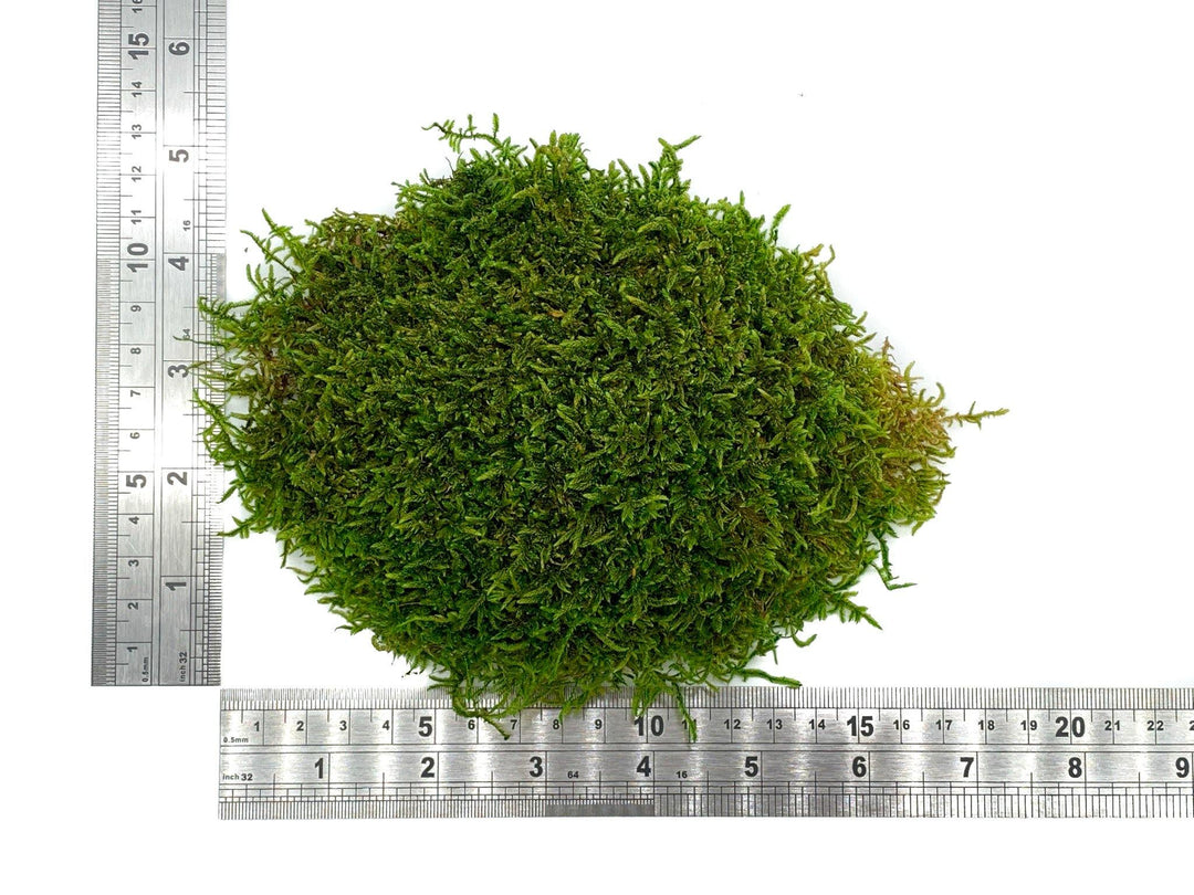 Premium Preserved Carpet Moss  | Moss Wall Art | Decorative Moss | Wall Art Crafts | Stabilized Moss - Tropical Glass