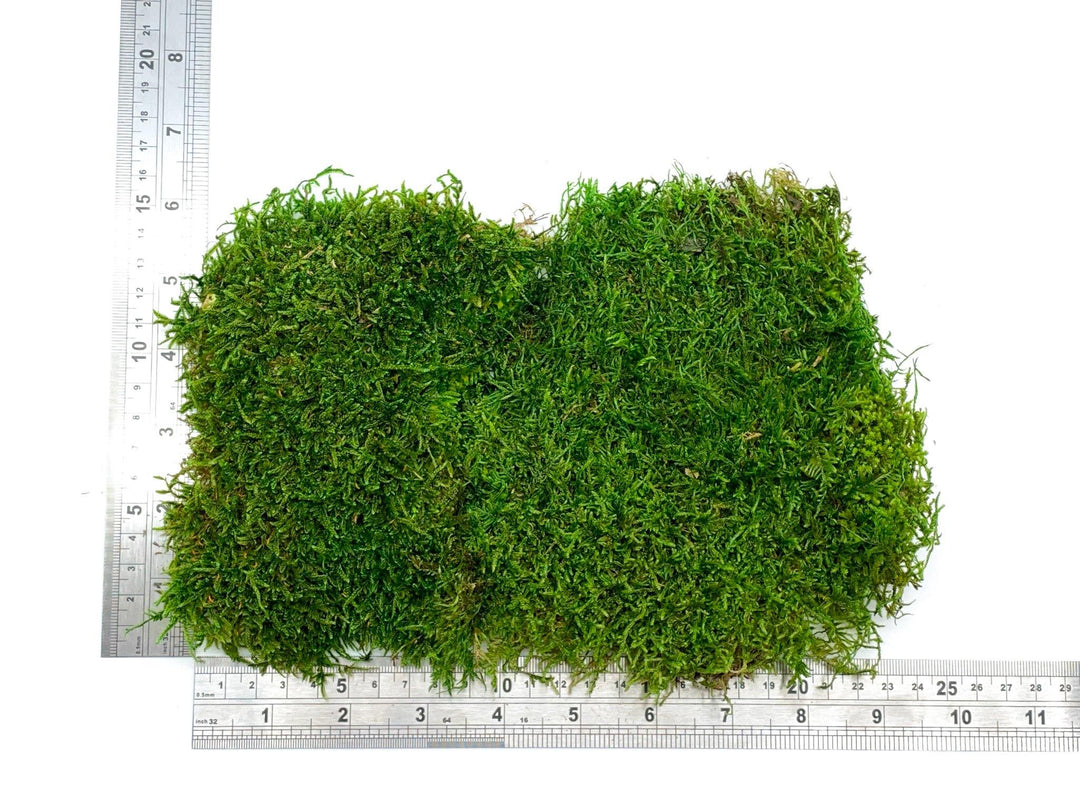 Premium Preserved Carpet Moss  | Moss Wall Art | Decorative Moss | Wall Art Crafts | Stabilized Moss - Tropical Glass
