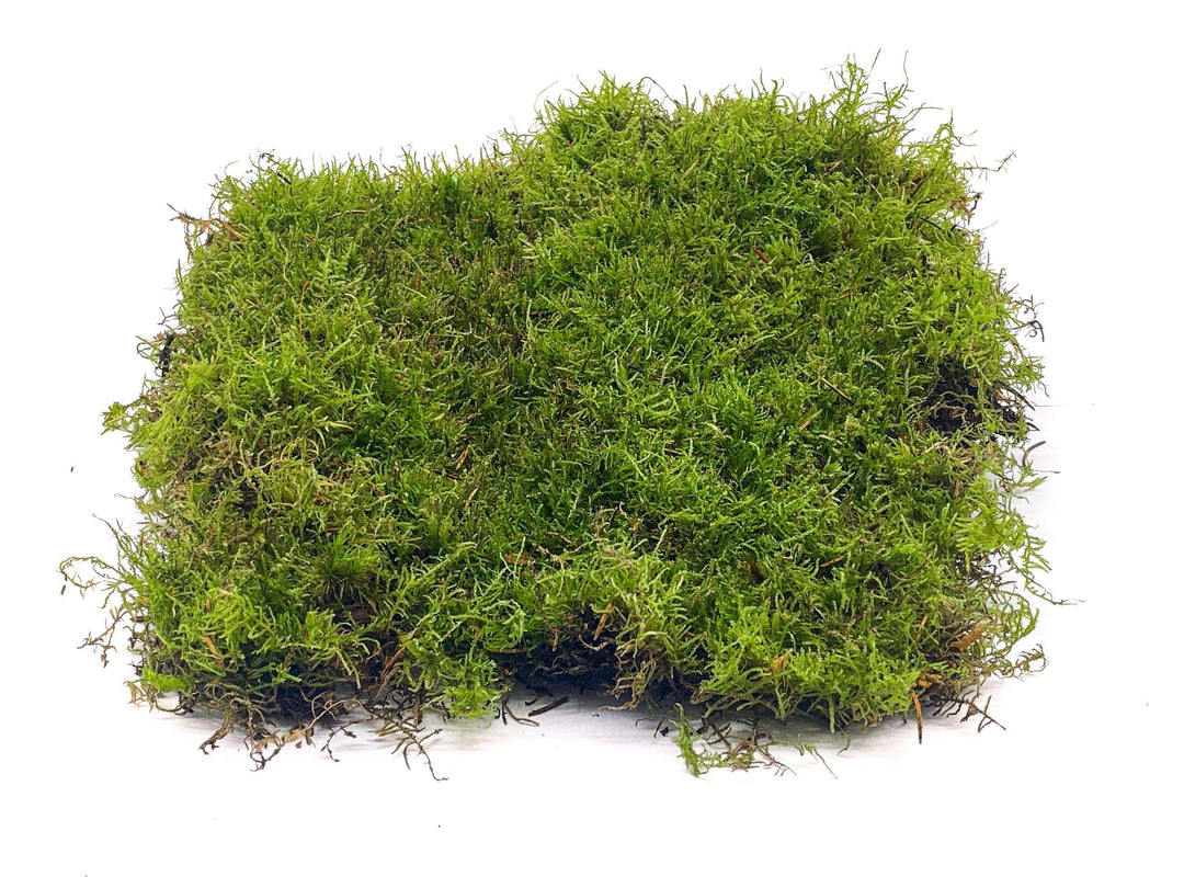Live Carpet Moss for Terrariums | Flat Moss - Tropical Glass