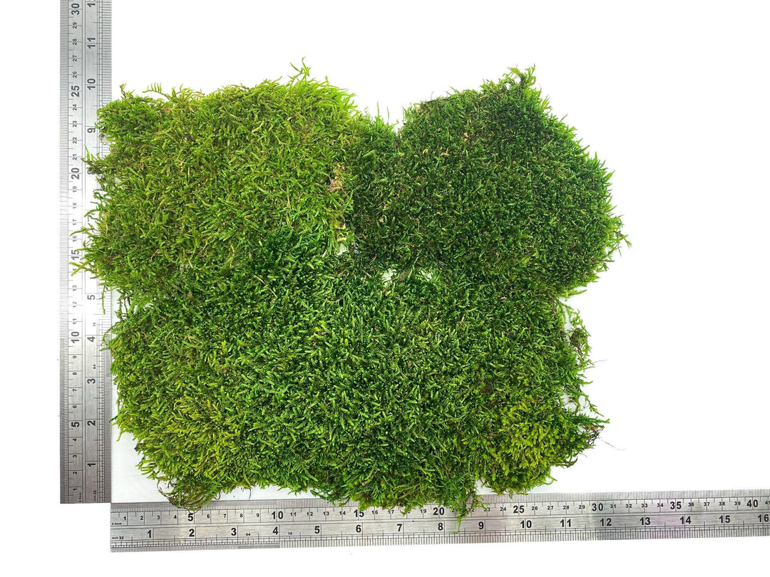 Premium Preserved Carpet Moss  | Moss Wall Art | Decorative Moss | Wall Art Crafts | Stabilized Moss - Tropical Glass