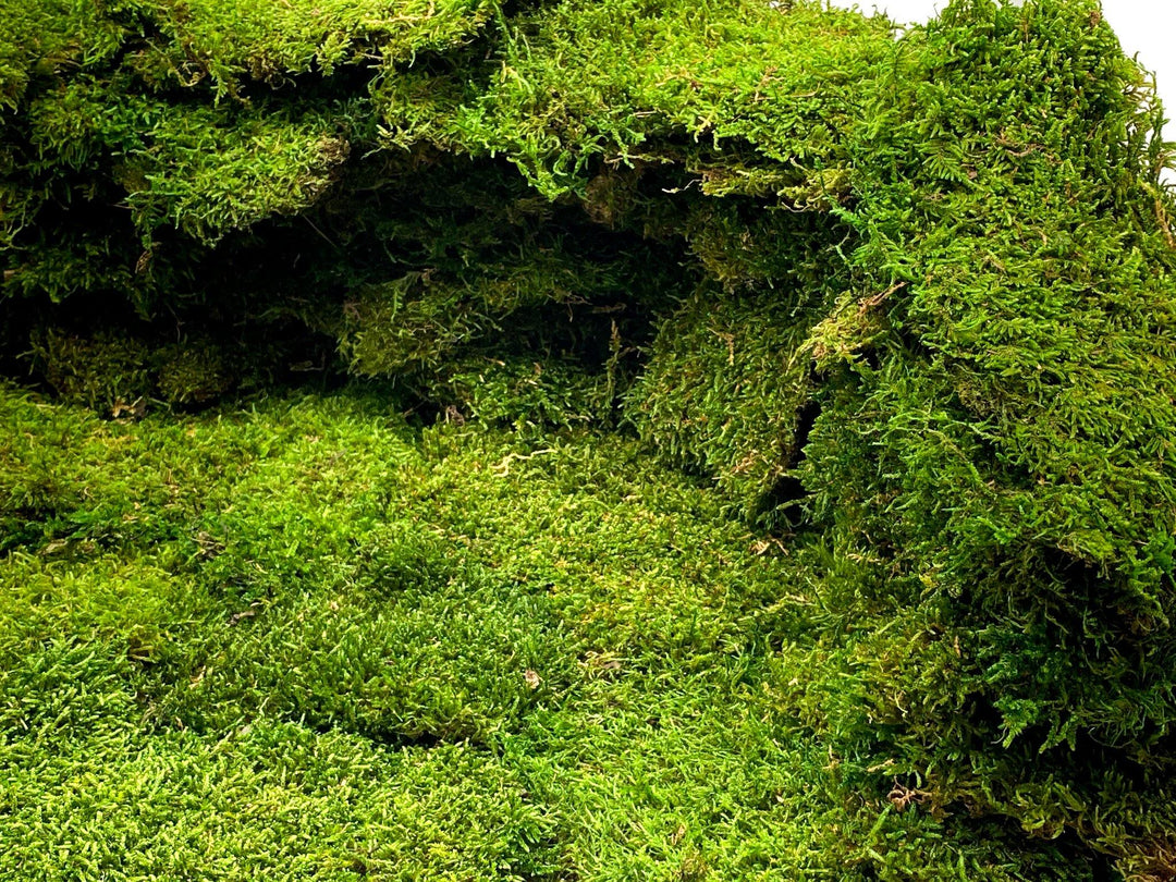 Premium Preserved Carpet Moss  | Moss Wall Art | Decorative Moss | Wall Art Crafts | Stabilized Moss - Tropical Glass