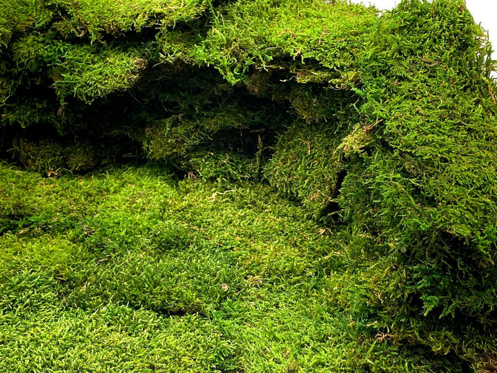 Premium Preserved Carpet Moss  | Moss Wall Art | Decorative Moss | Wall Art Crafts | Stabilized Moss - Tropical Glass