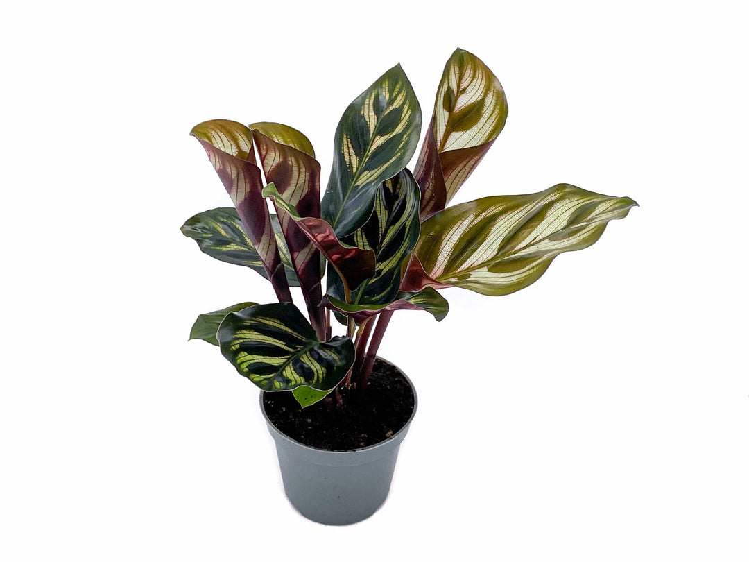 Calathea Makoyana | Peacock Plant | 5cm pot - Tropical Glass