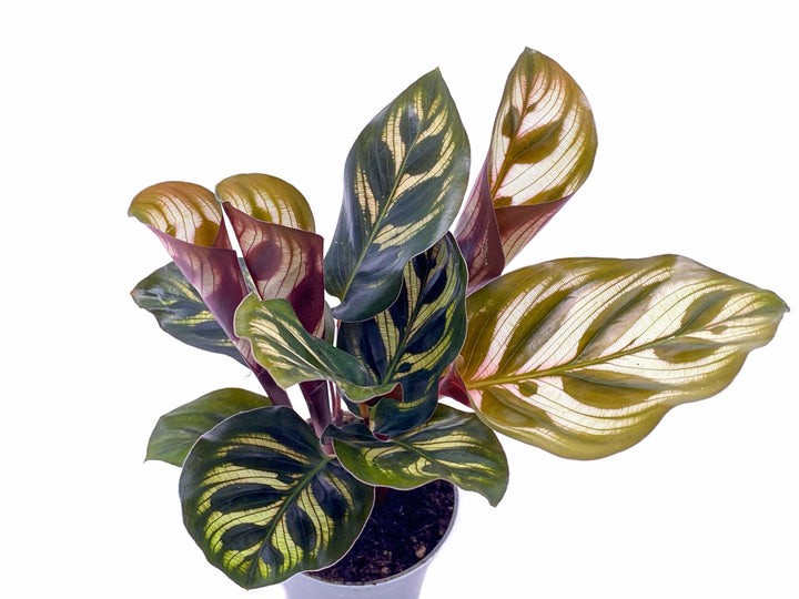 Calathea Makoyana | Peacock Plant | 5cm pot - Tropical Glass