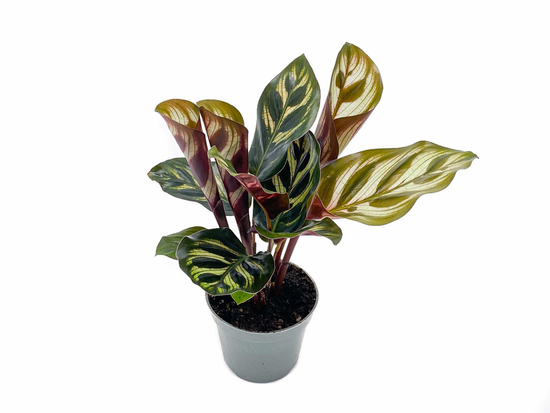 Calathea Makoyana | Peacock Plant | 5cm pot - Tropical Glass