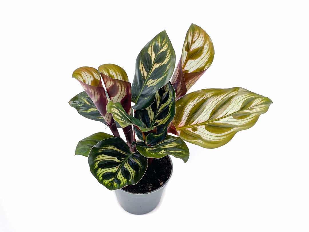 Calathea Makoyana | Peacock Plant | 5cm pot - Tropical Glass