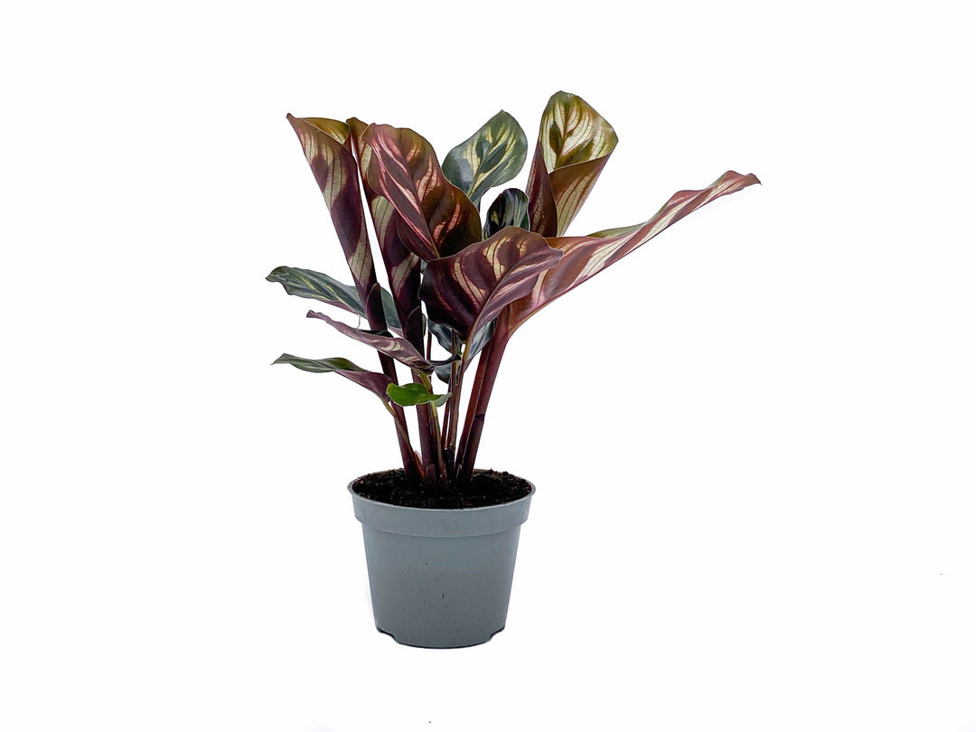 Calathea Makoyana | Peacock Plant | 5cm pot - Tropical Glass
