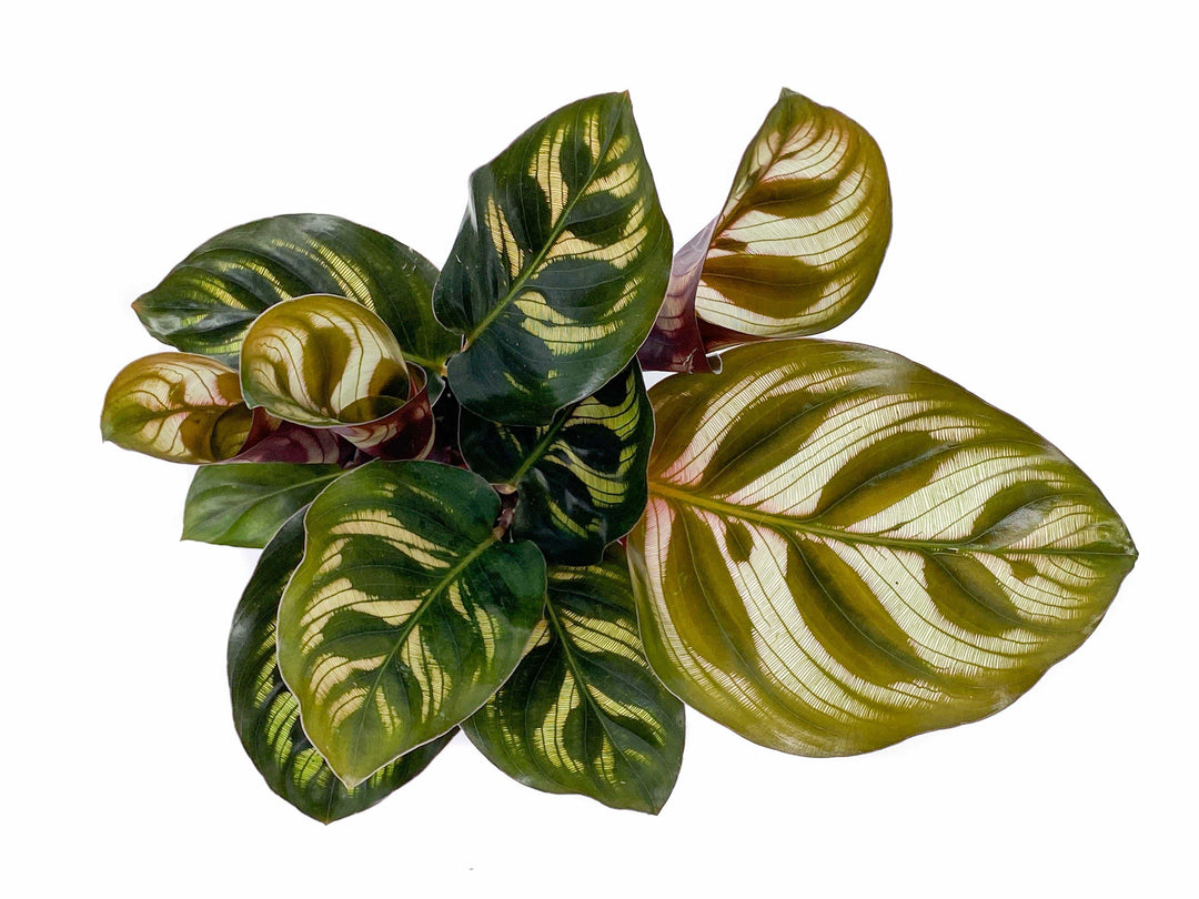 Calathea Makoyana | Peacock Plant | 5cm pot - Tropical Glass