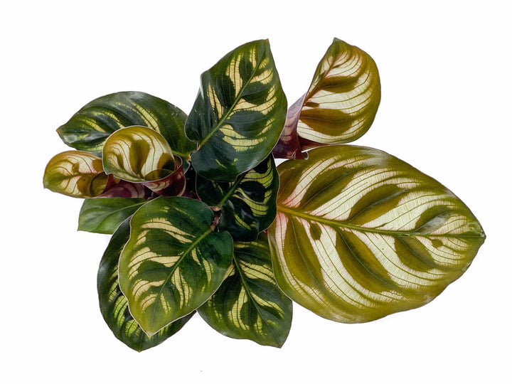 Calathea Makoyana | Peacock Plant | 5cm pot - Tropical Glass
