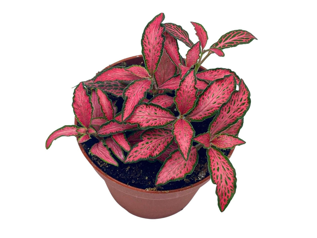 Red fittonia plant for sale with colourful mosaic foliage.