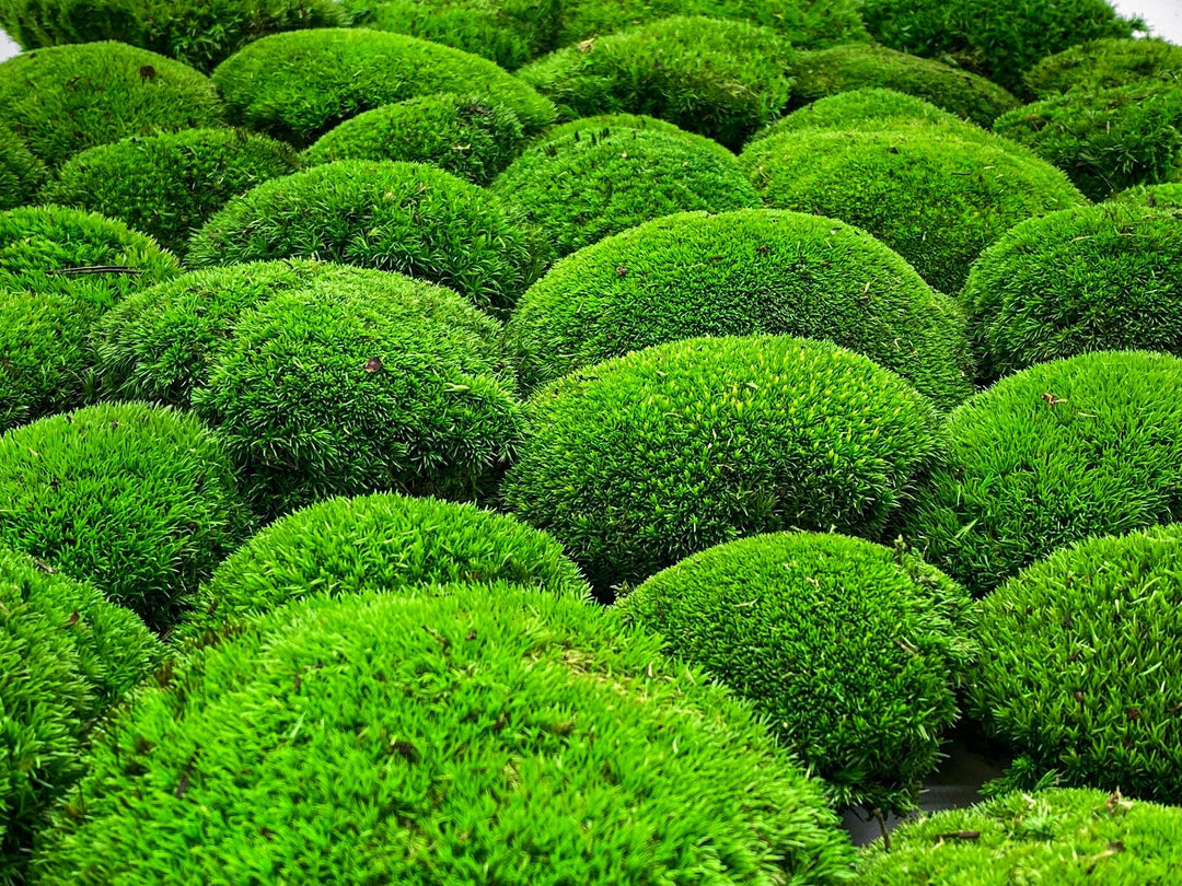 Preserved Bun Moss | Pillow Moss - Tropical Glass