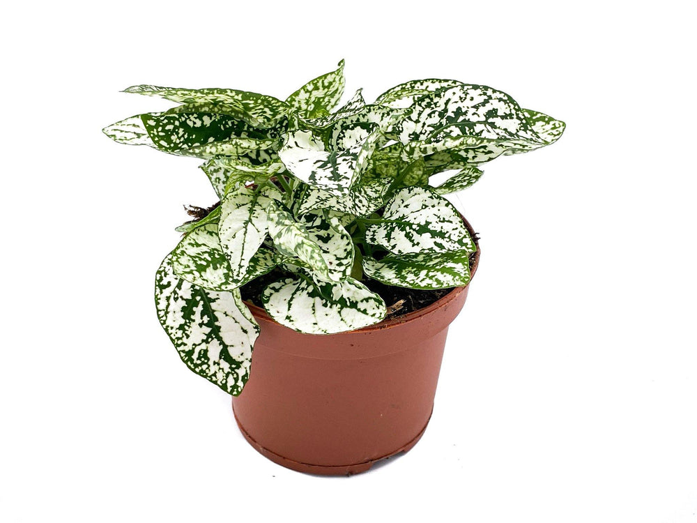 White Polka Dot Plant | Hypoestes | 8.5 cm pot - Tropical Glass