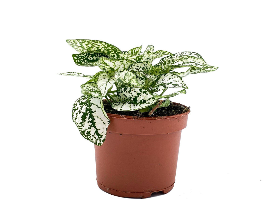 White Polka Dot Plant | Hypoestes | 8.5 cm pot - Tropical Glass